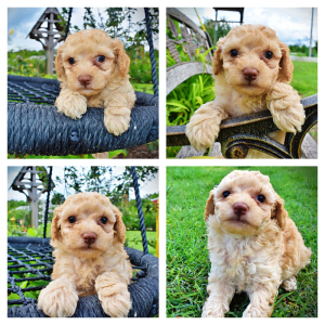 Ajax-Male-Havapoo