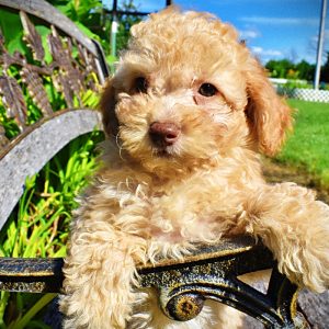 Ajax-Male-Havapoo-SUMMER SALE!! $100 off listed price-this week only!