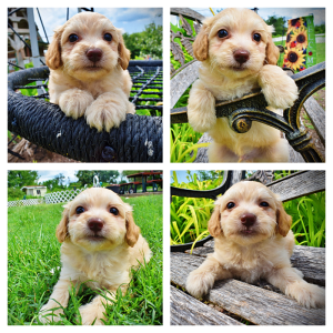 Alfie-Male-Havapoo