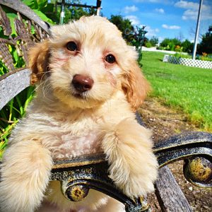 Alfie-Male-Havapoo-SUMMER SALE!! $100 off listed price-this week only!