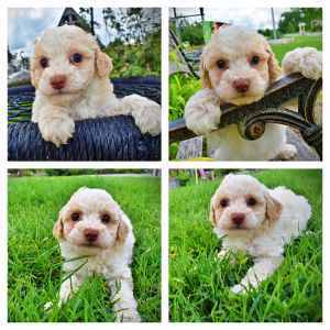 Angel-Female-Havapoo