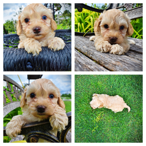 Armani-Male-Havapoo