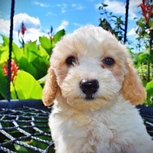 Ashley-Female-Havapoo-SUMMER SALE!! $100 off listed price-this week only!