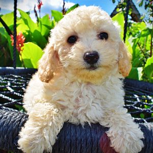 Avalon-Female-Havapoo-SUMMER SALE!! $100 off listed price-this week only!