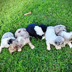 NESSIE'S UPCOMING LITTER- FEMALES AVAILABLE-DOB:  4/12/2026