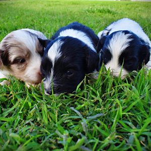 NESSIE'S UPCOMING LITTER- MALES AVAILABLE-DOB:  4/12/2026
