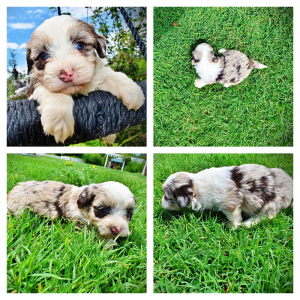 Sadie-Female Havapoo