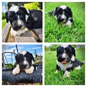 Savvy-Female-Havapoo