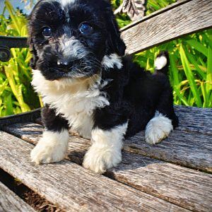 Savvy-Female-Havapoo-SUMMER SALE!! $100 off listed price-this week only!