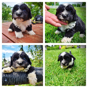 Scout-Male-Havapoo