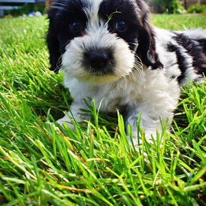 Shadow-Male-Havapoo-SUMMER SALE!! $100 off listed price-this week only!
