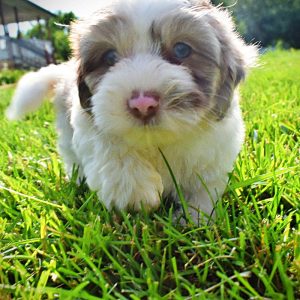 Simba-Male-Havapoo-SUMMER SALE!! $100 off listed price-this week only!