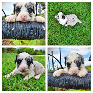 Skye-Female-Havapoo
