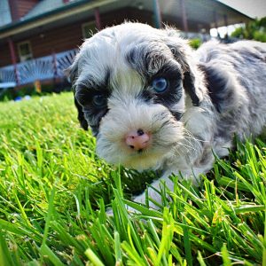 Skye-Female-Havapoo-SUMMER SALE!! $100 off listed price-this week only!
