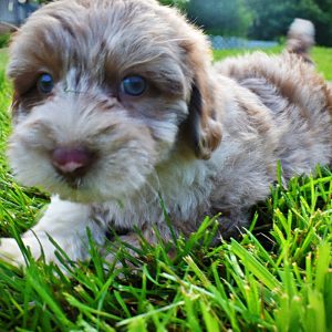Star-Female-Havapoo-SUMMER SALE!! $100 off listed price-this week only!
