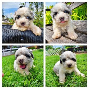Sugar-Female-Havapoo