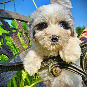 Sugar-Female-Havapoo-SUMMER SALE!! $100 off listed price-this week only!