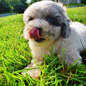 Sugar-Female-Havapoo