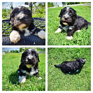 Taz-Male-Havapoo