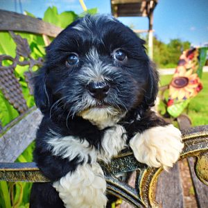 Taz-Male-Havapoo-SUMMER SALE!! $100 off listed price-this week only!