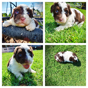 Teddy-Male-Havapoo