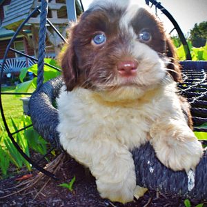 Teddy-Male-Havapoo-SUMMER SALE!! $100 off listed price-this week only!