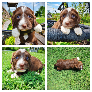 Tootsie-Female-Havapoo