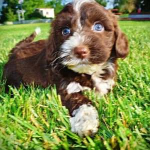 Tootsie-Female-Havapoo-SUMMER SALE!! $100 off listed price-this week only!