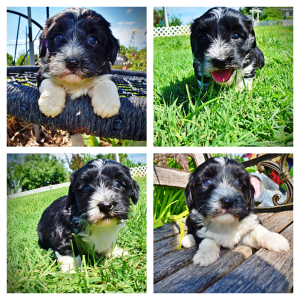 Trixie-Female-Havapoo