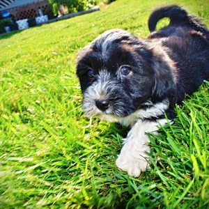 Trixie-Female-Havapoo-SUMMER SALE!! $100 off listed price-this week only!