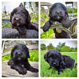 Webster-Male-Havapoo