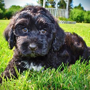 Webster-Male-Havapoo