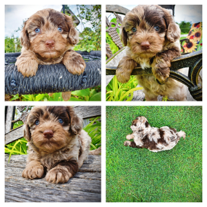 Whisky-Male-Havapoo