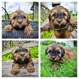 Willow-Female-Havapoo