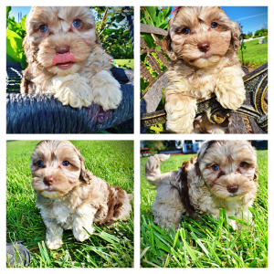 Bambi-Female-Havapoo