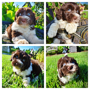 Bandit-Male-Havapoo