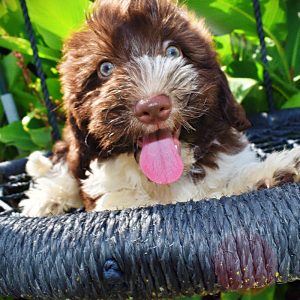 Bandit-Male-Havapoo