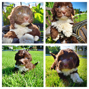 Baxter-Male-Havapoo