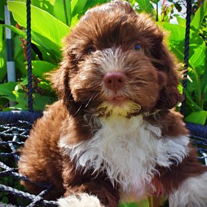 Baxter-Male-Havapoo