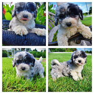 Bluebelle - Female Havapoo