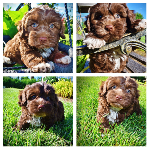 Chewy-Male-Havapoo
