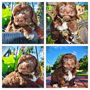 Coco-Male-Havapoo