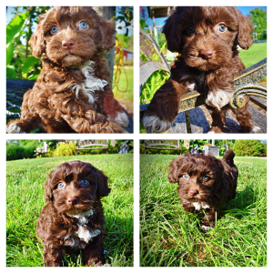 Cookie-Female-Havapoo