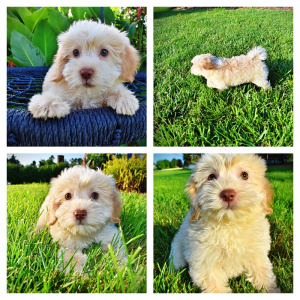 Daisy-Female-Havapoo