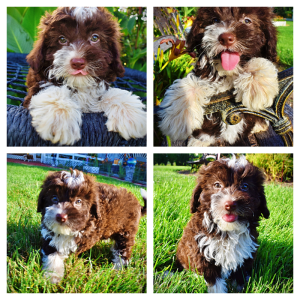 Dexter-Male-Havapoo