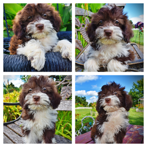 Diva-Female-Havapoo