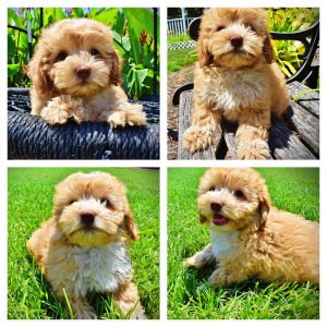 Ella-Female-Havapoo