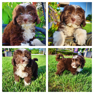 Emma-Female-Havapoo
