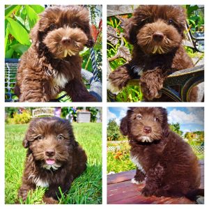 Ewok-Male-Havapoo