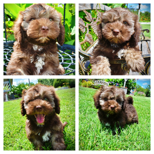 Frisco-Male-Havapoo